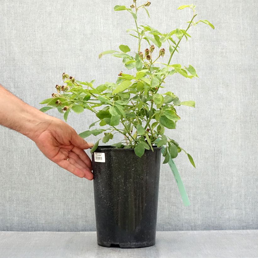 Spécimen de Rosier grimpant Sourire d'Orchidée Pot de 4L/5L tel que livré en été