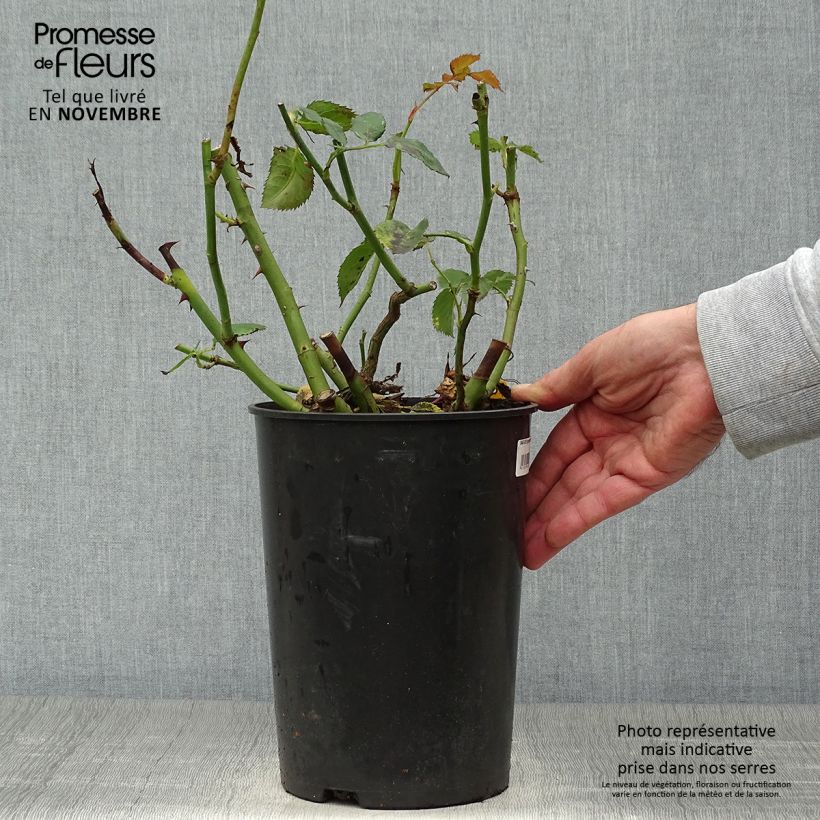 Spécimen de Rosier grimpant Sympathie Pot de 4L/5L tel que livré en automne