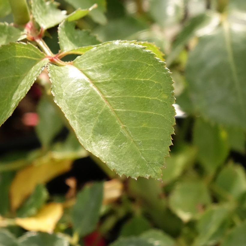 Rosier grimpant Sympathie (Feuillage)