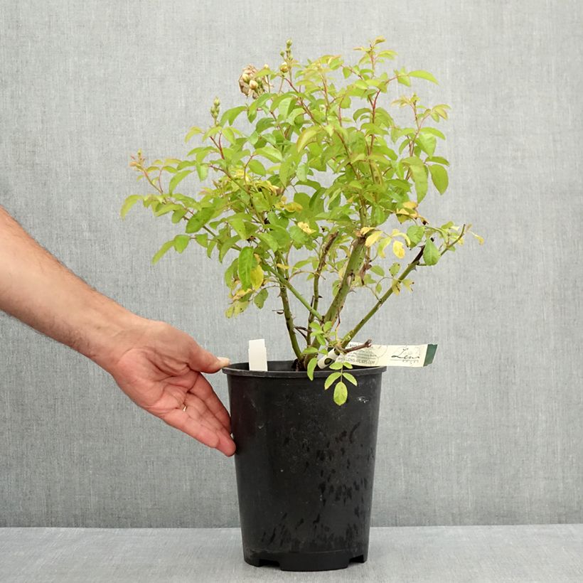 Example of Rosier grimpant Trier Pot de 4L/5L as you get in ete