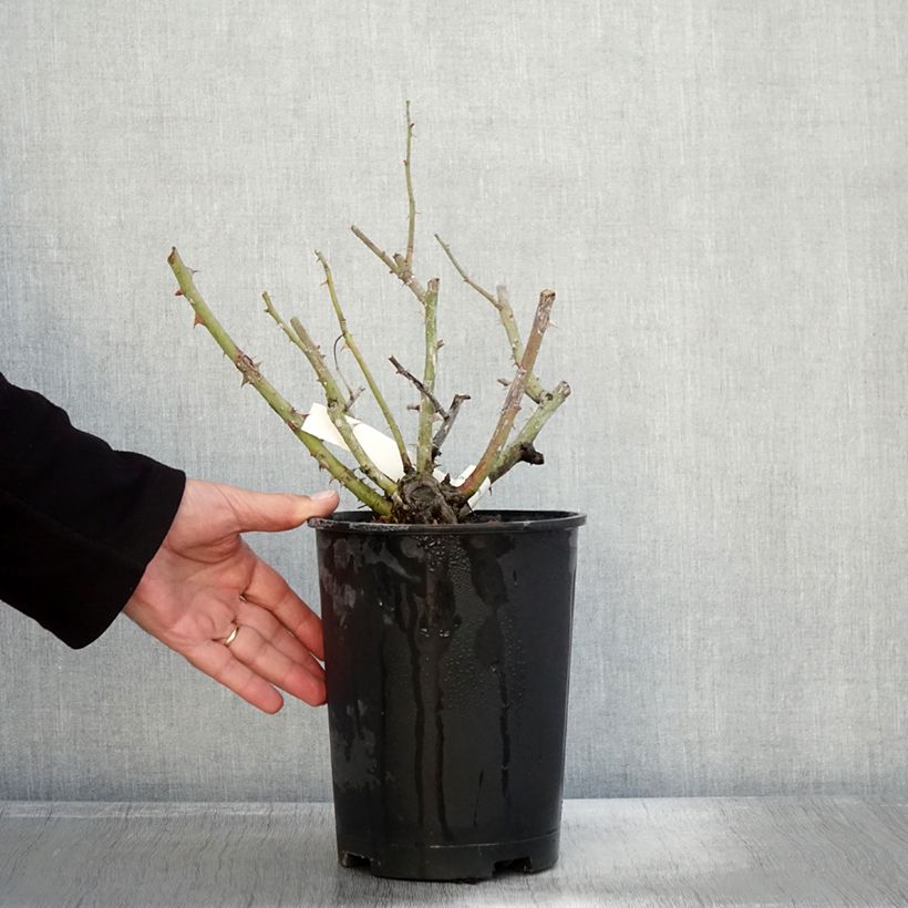 Spécimen de Rosier grimpant Vihaïpi Pot de 4L/5L tel que livré en automne