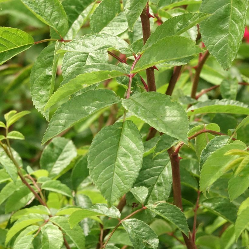 Rosier grimpant Wilderode (Feuillage)