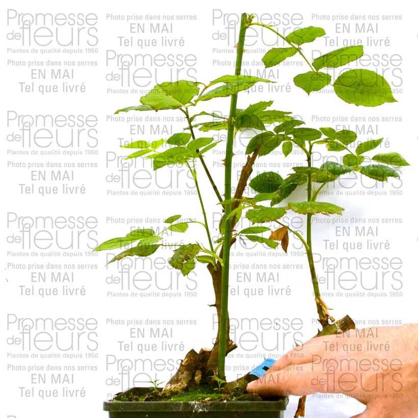 Exemple de spécimen de Rosier Generosa Ladurée Pot de 4L/5L tel que livré