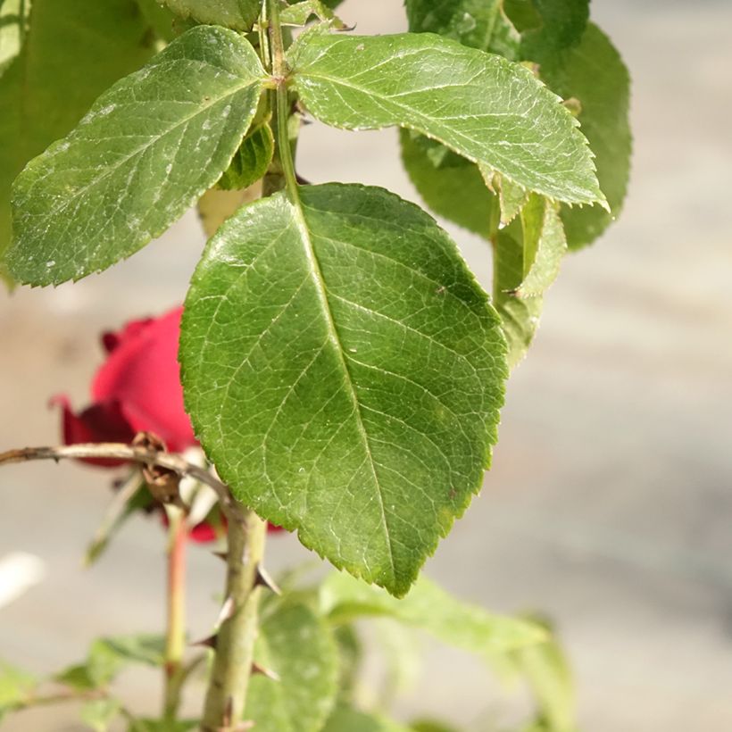 Rosier Leo Ferré  (Foliage)