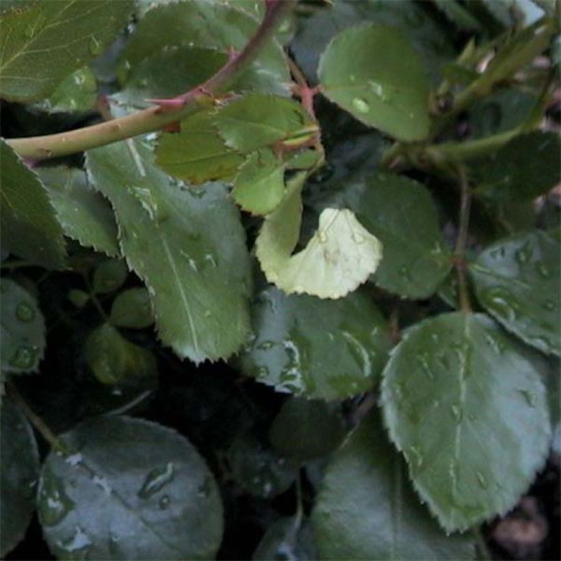 Rosier à fleurs groupées Leonardo da Vinci (Feuillage)