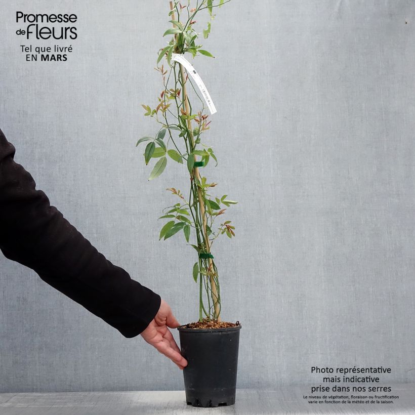 Example of Rosier liane banksiae Purezza Pot de 2L/3L as you get in printemps