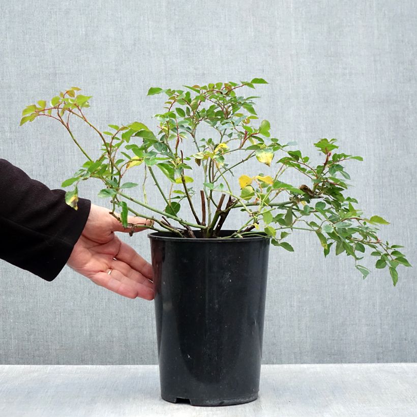 Spécimen de Rosier liane François Juranville Pot de 4L/5L tel que livré en automne