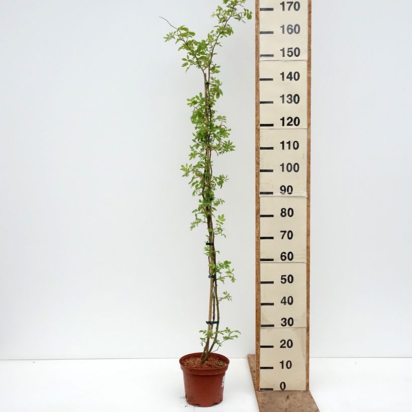 Spécimen de Rosier liane Goldfinch Pot de 4L/5L tel que livré au printemps