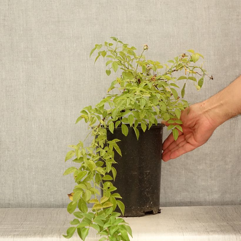 Spécimen de Rosier liane Sander's White Rambler Pot de 4L/5L tel que livré en été