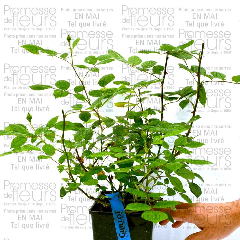 Exemple de spécimen de Rosier Generosa Marc-Antoine Charpentier Pot de 4L/5L tel que livré