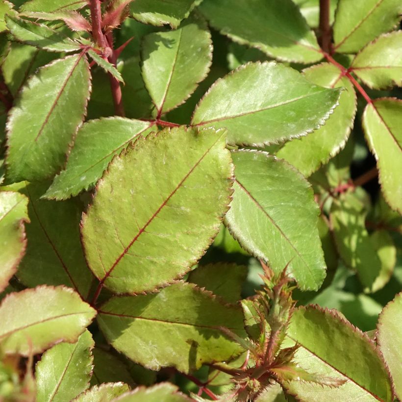 Rosier Meillandecor Pink Chantilly Meilevire (Feuillage)