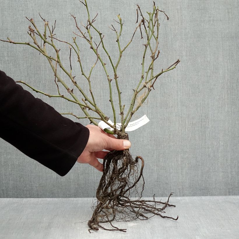 Spécimen de Rosier Meillandecor Pink Chantilly Meilevire Racines nues tel que livré en hiver