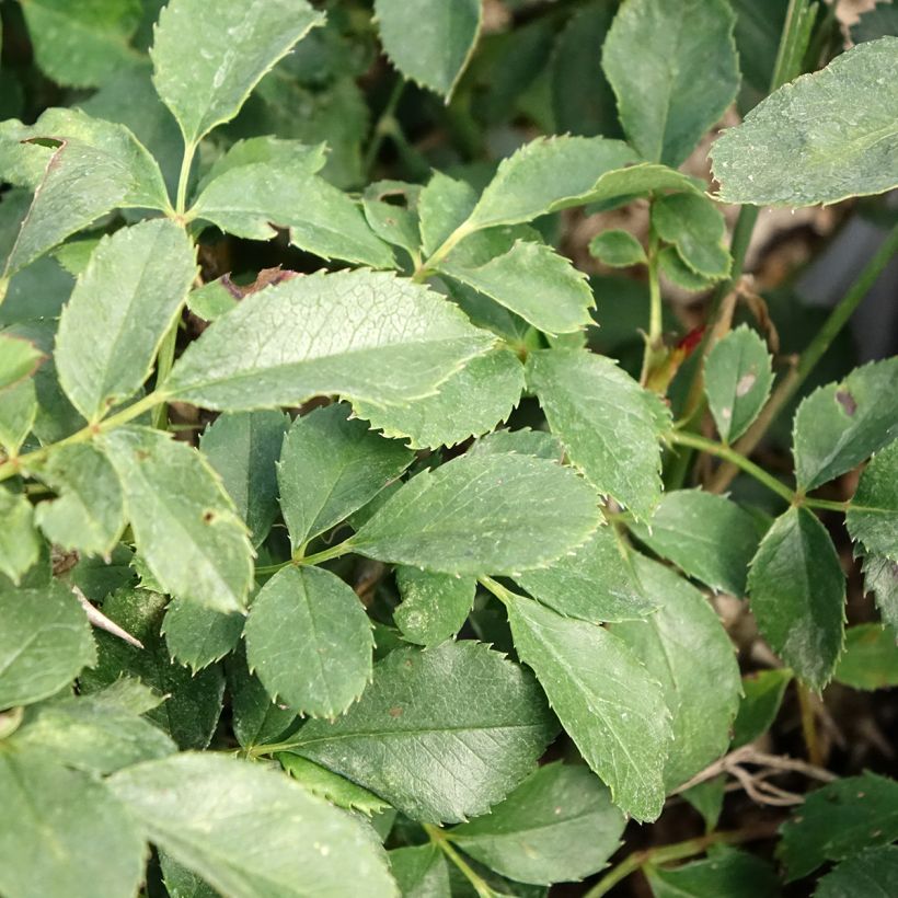 Rosier miniature Tilt Symphonie (Feuillage)