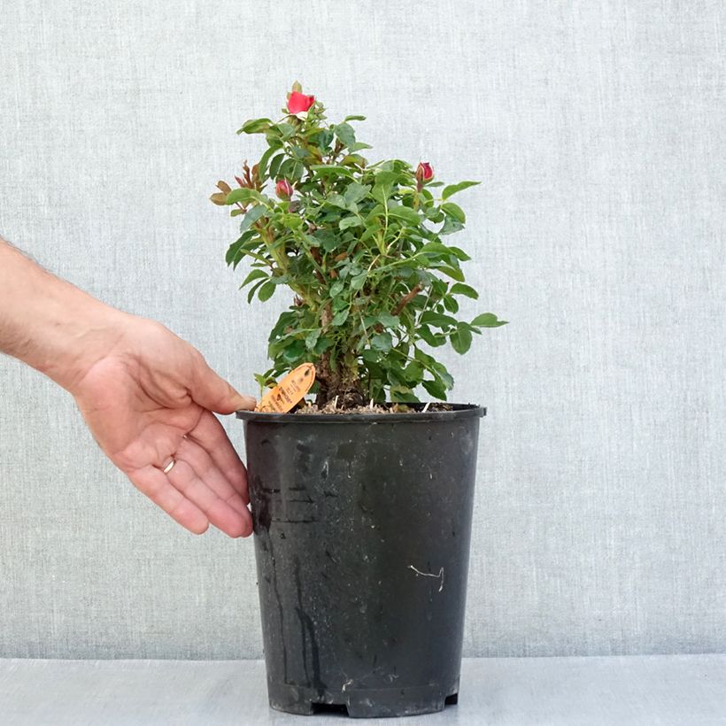 Spécimen de Rosier miniature Tilt Symphonie Pot de 4L/5L tel que livré en été