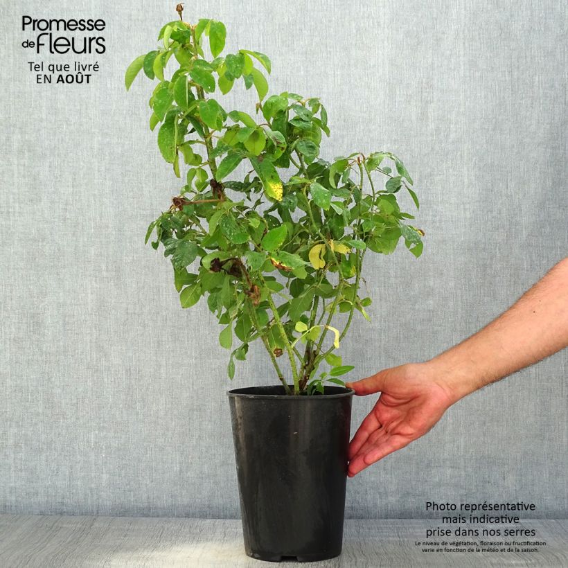 Spécimen de Rosier ancien Mme Boll Pot de 4L/5L tel que livré en été
