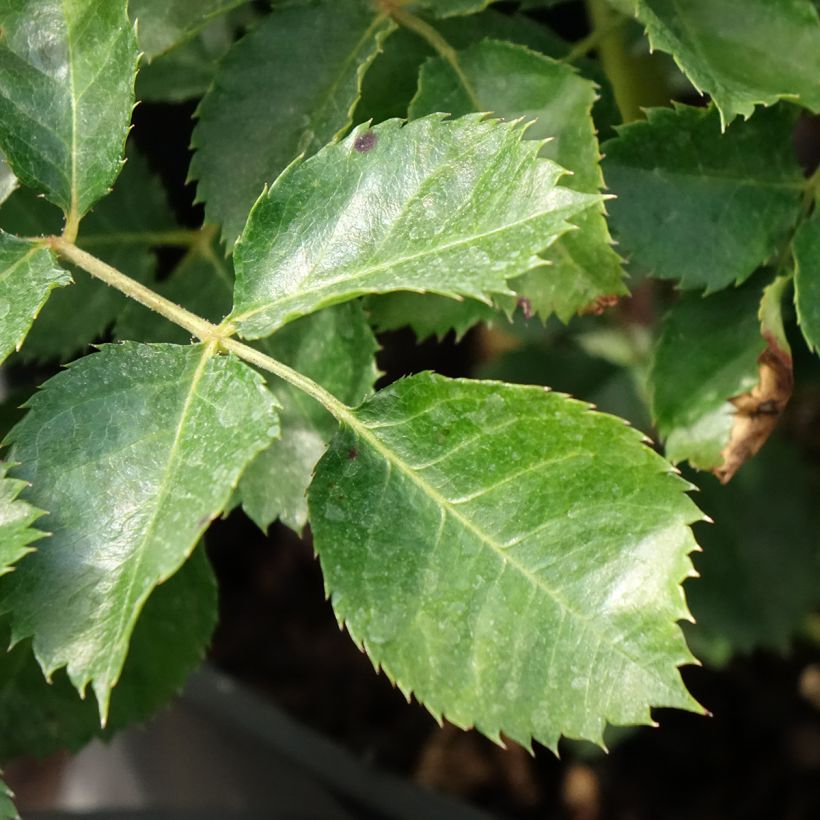 Rosier nain Aria Babylon Eyes (Feuillage)