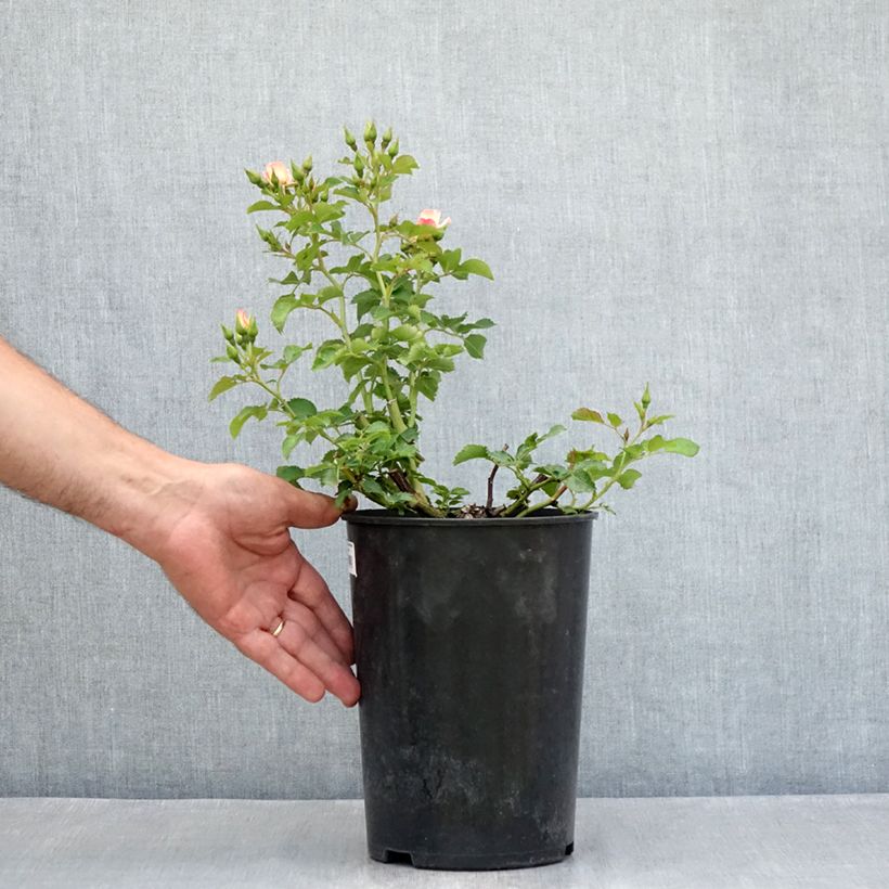 Spécimen de Rosier nain Aria Babylon Eyes Pot de 4L/5L tel que livré en été