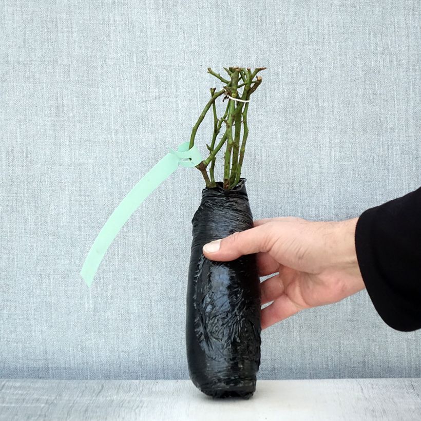 Spécimen de Rosier nain Aria Babylon Eyes Racines nues en motte tel que livré en hiver