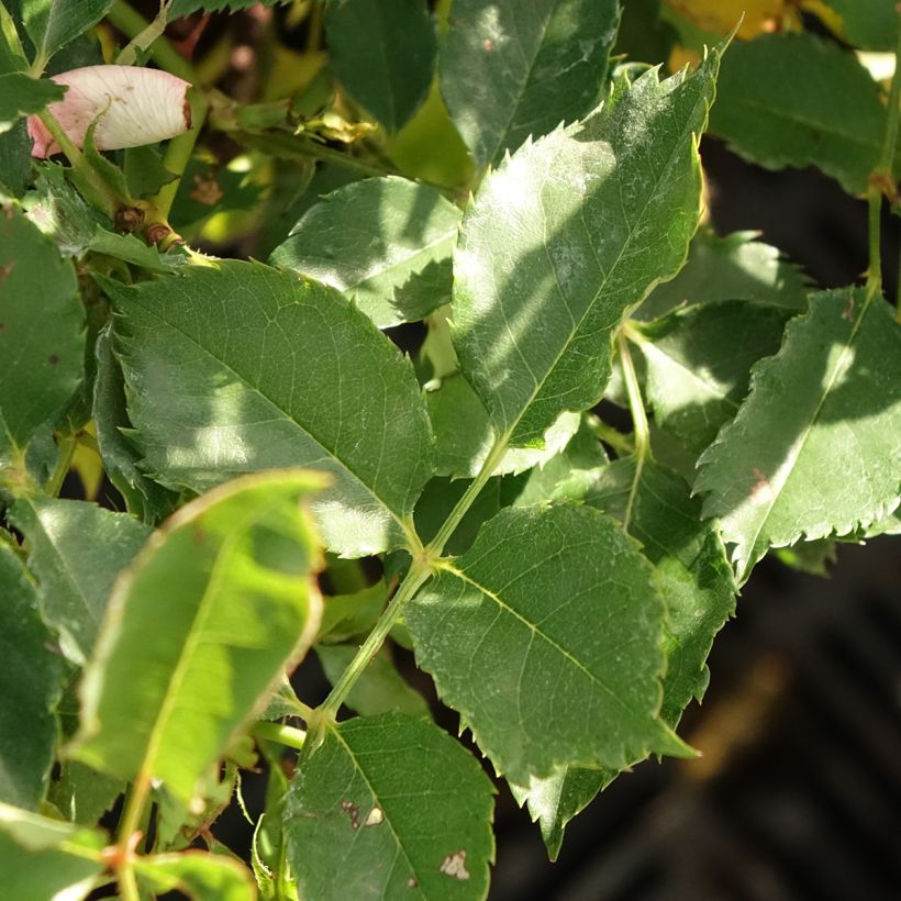 Rosier nain Fancy Babylon Eyes  (Foliage)