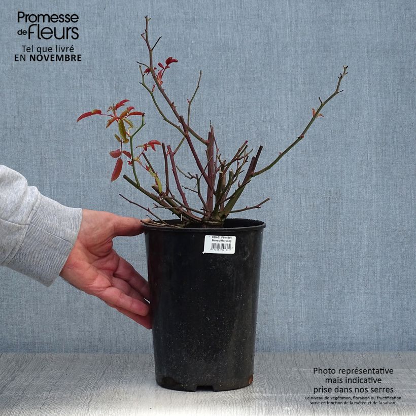 Spécimen de Rosier nain Fête des Mères Pot de 3L/4L tel que livré en automne