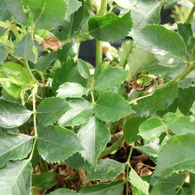 Rosier nain Glorious Babylon Eyes  (Feuillage)