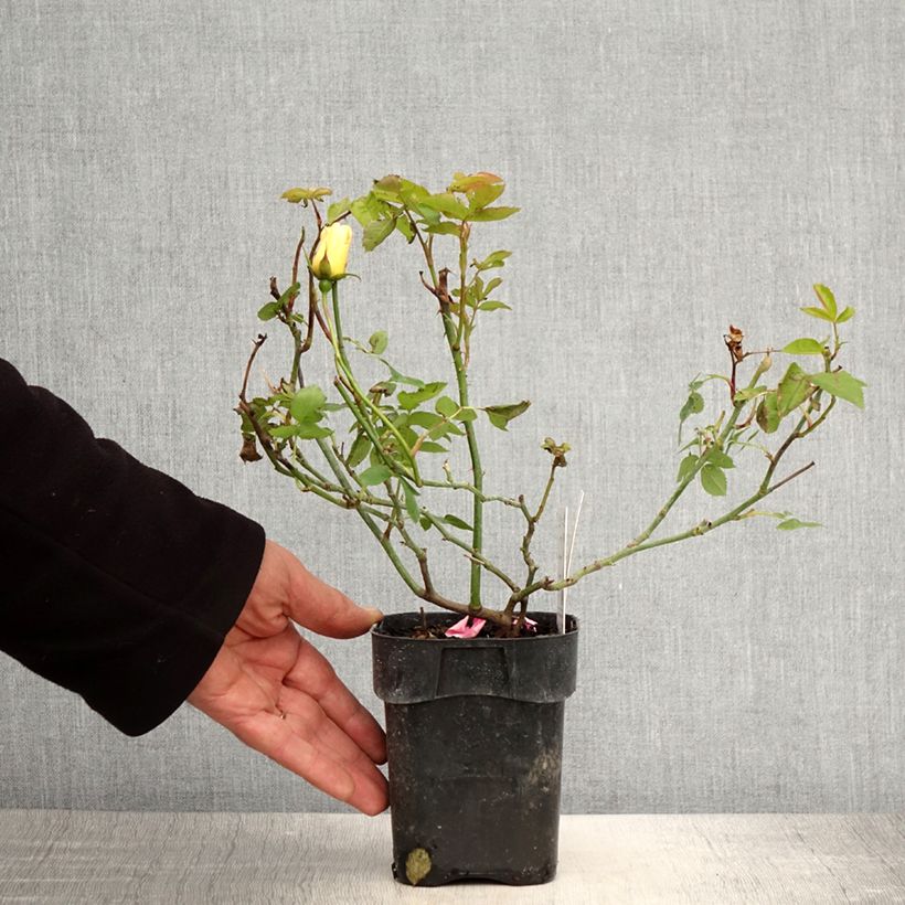 Spécimen de Rosier nain Lemon Fizz Pot de 10 cm/11cm, Issu de bouture tel que livré au printemps