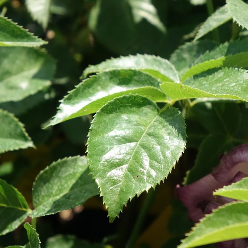 Rosier nain Lemon Fizz (Feuillage)