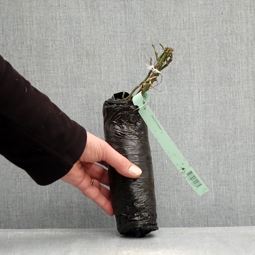 Example of Rosier nain Lilliputs Roxy Racines nues en motte as you get in hiver