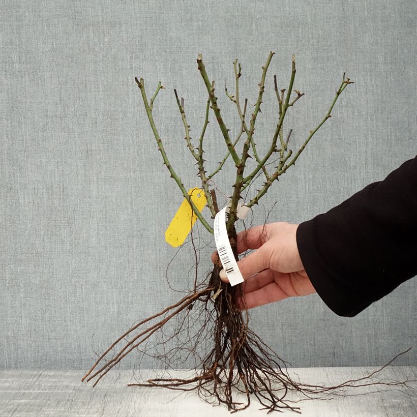 Example of Rosier nain Little Sunset Racines nues as you get in hiver