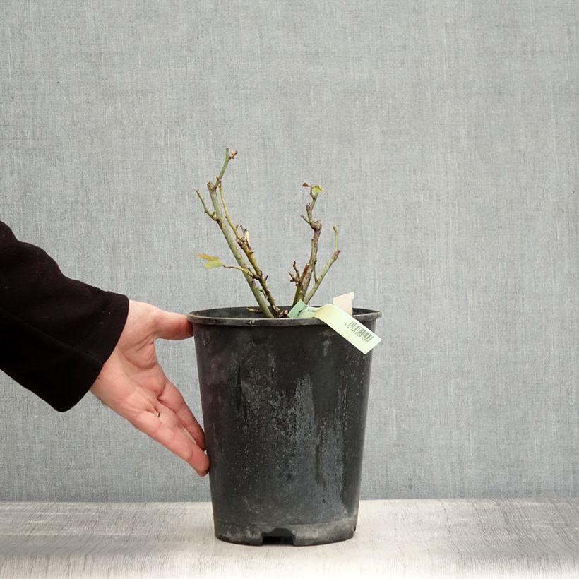 Spécimen de Rosier Princesse de Galles  Pot de 3L/4L tel que livré en hiver