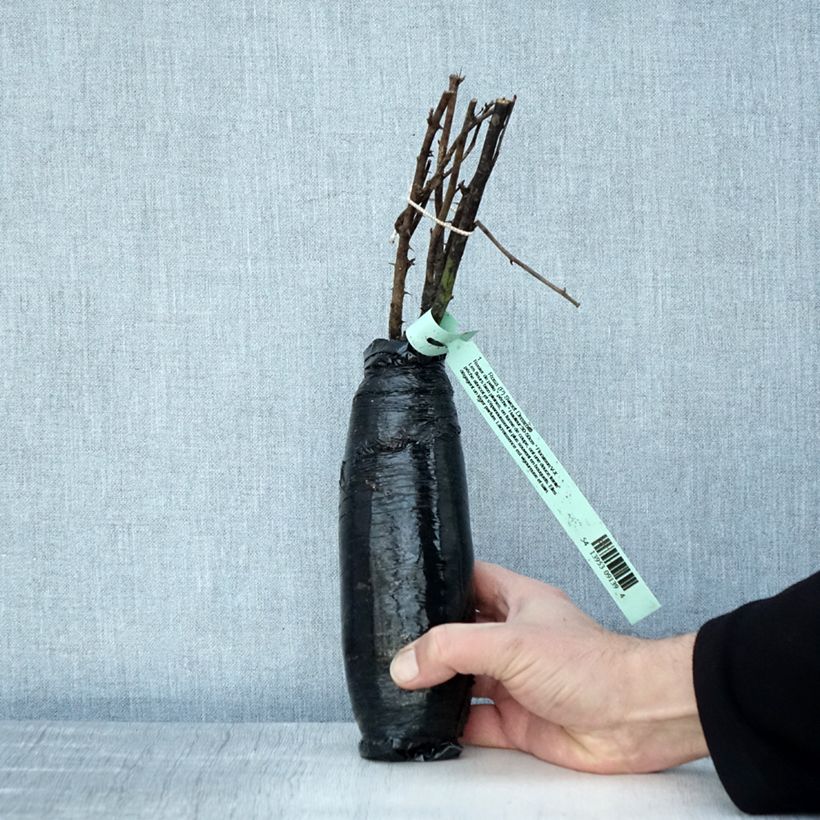 Spécimen de Rosier nain Sweet Dream Racines nues en motte tel que livré en hiver