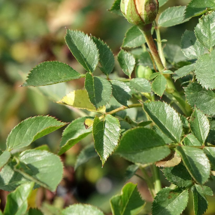 Rosier nain Sweet Dream (Feuillage)