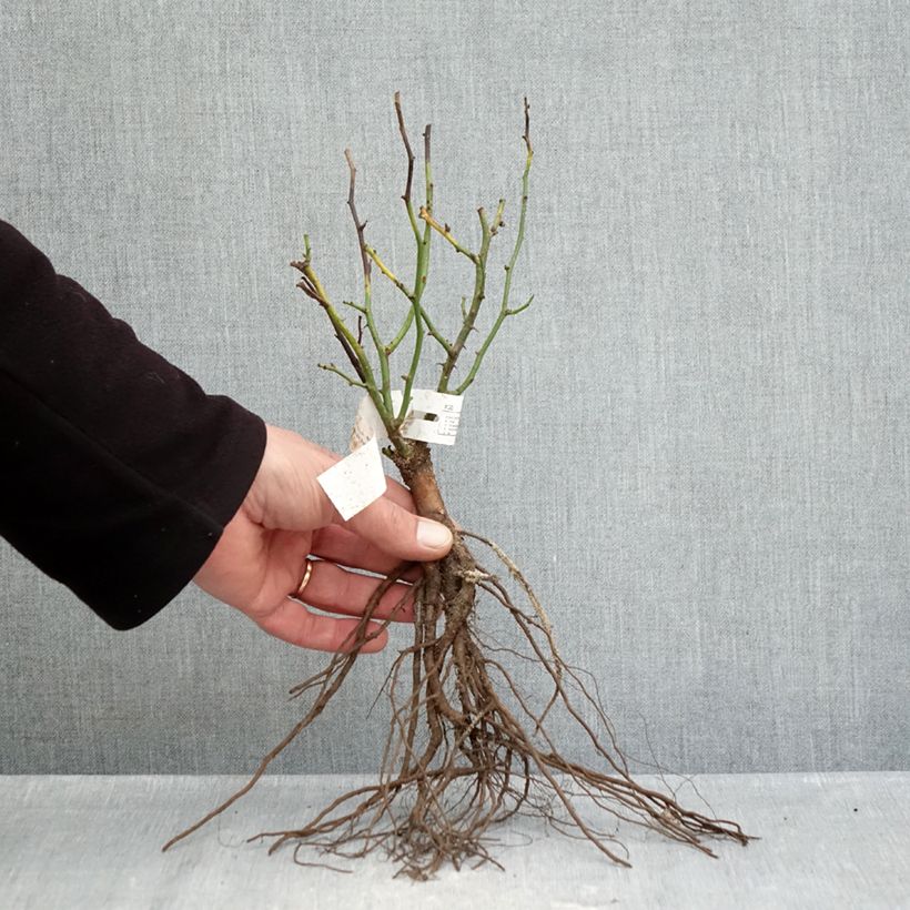 Spécimen de Rosier nain Sweet Dream Racines nues tel que livré en hiver