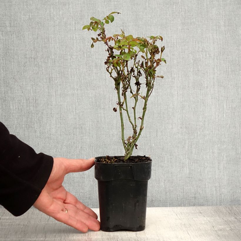 Spécimen de Rosier nain Zepeti  Pot de 10 cm/11cm, Issu de bouture tel que livré au printemps