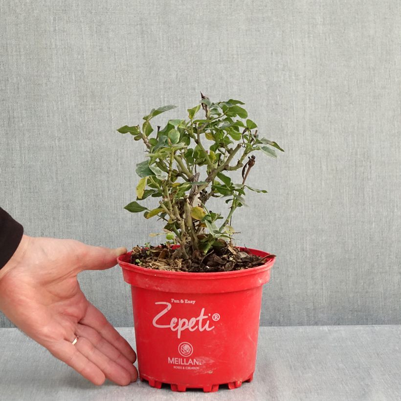 Spécimen de Courgette jaune Bio - Ferme de Sainte Marthe le sachet de 15 graines environ tel que livré en automne