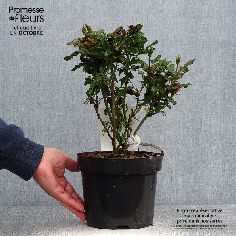 Spécimen de Rosier nain Zepeti  Pot de 3L/4L tel que livré en automne