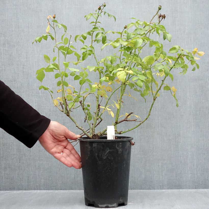 Spécimen de Rosier Nectar Garden Escimo Pot de 4L/5L tel que livré en automne