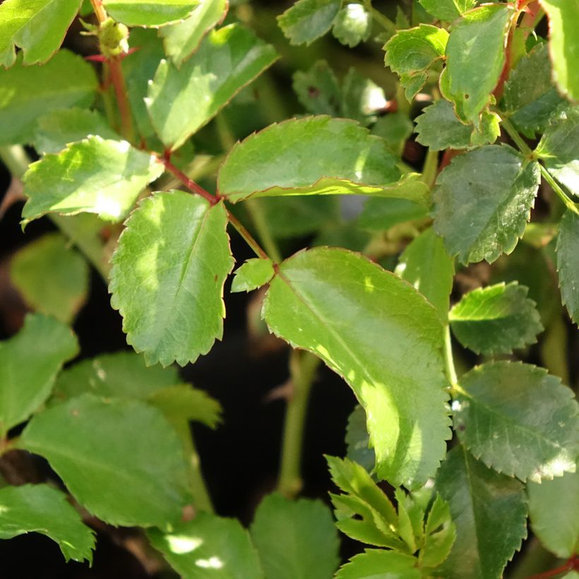Rosier Nectar Garden Lilliput Lupo (Feuillage)