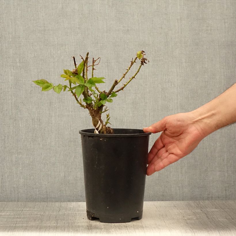 Spécimen de Rosier Parfuma Madame Anisette / Mme de La Vallière  Pot de 4L/5L tel que livré au printemps