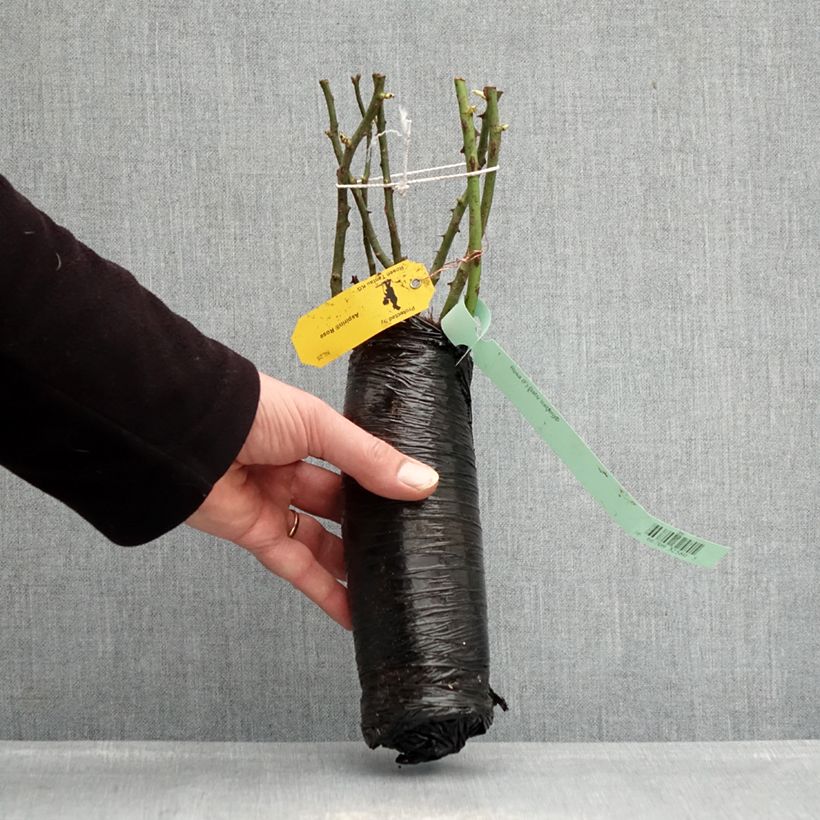 Spécimen de Rosier Patio Rose Baby Iceberg Racines nues en motte tel que livré en hiver