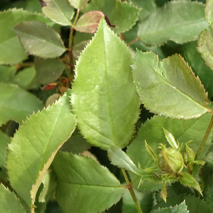 Rosier Patio Rose Xenia (Feuillage)