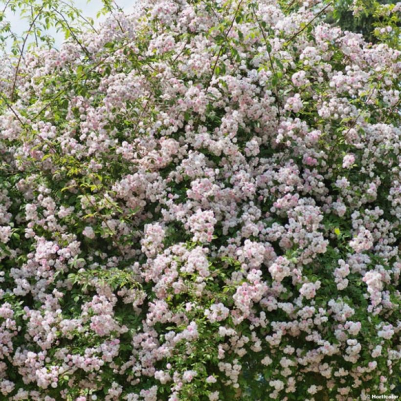 Rosier liane Paul's Himalayan Musk (Port)