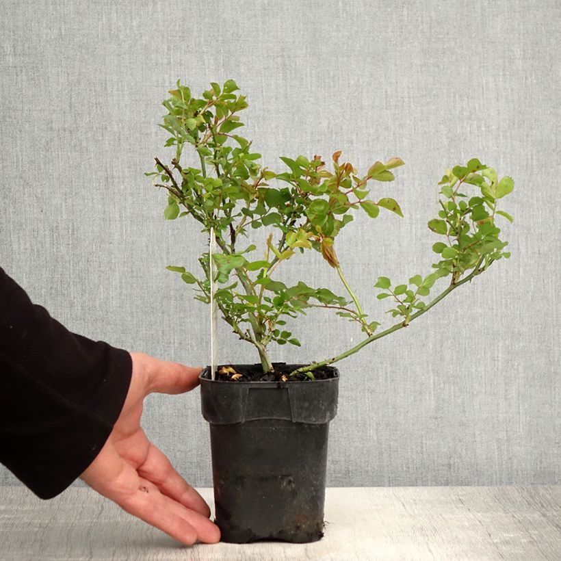 Example of Rosier paysager couvre-sol Les Quatre Saisons Pot de 10 cm/11cm, Issu de bouture as you get in printemps