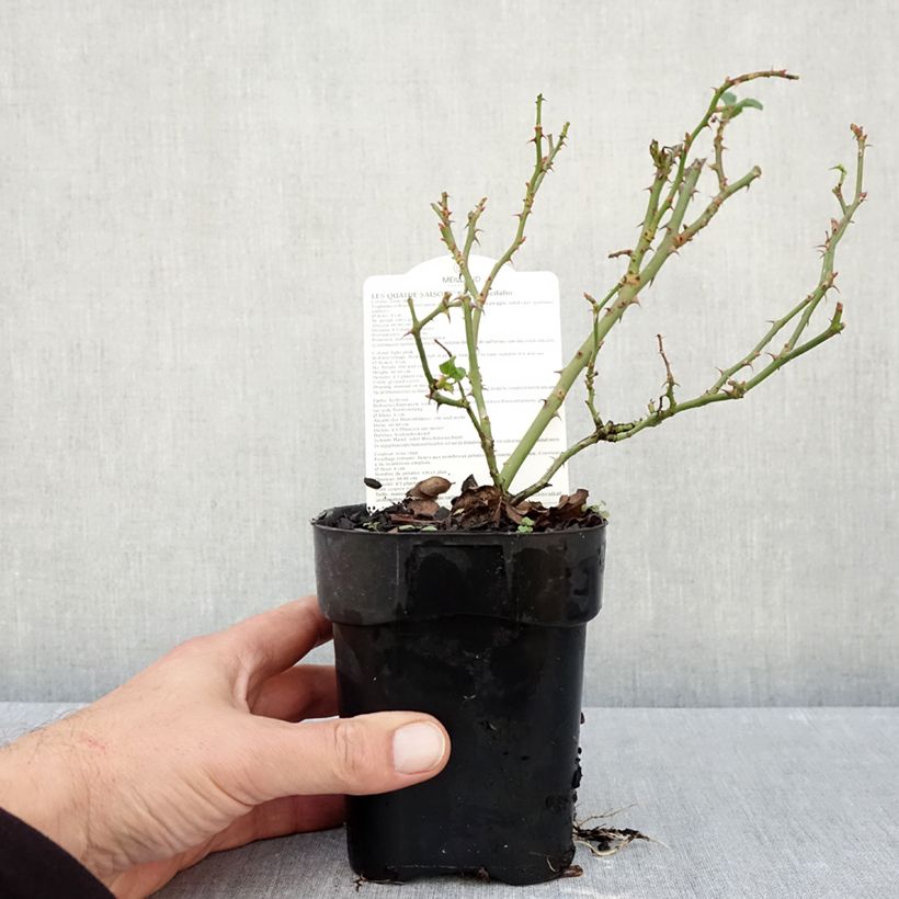 Spécimen de Rosier paysager couvre-sol Les Quatre Saisons Pot de 10 cm/11cm, Issu de bouture tel que livré en automne