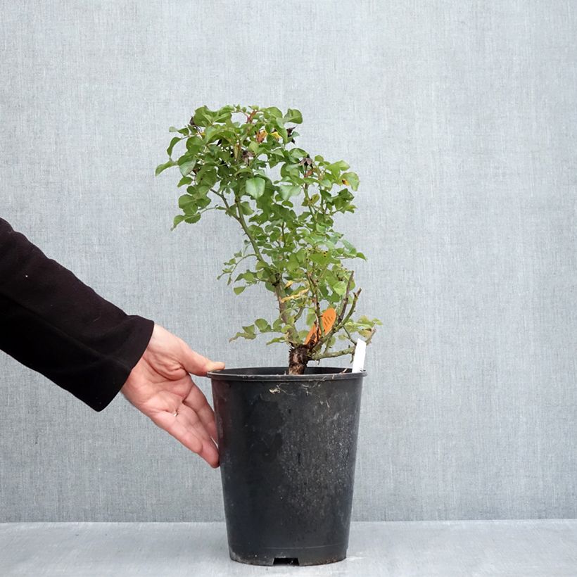 Spécimen de Rosier paysager couvre-sol Les Quatre Saisons Pot de 4L/5L tel que livré en automne