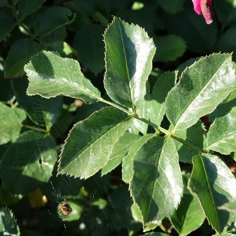 Rosier paysager Hello (Foliage)