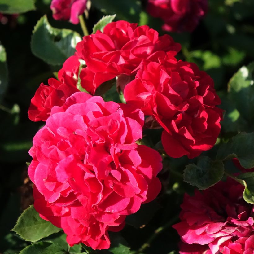 Rosier paysager Hello (Flowering)