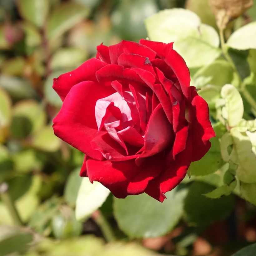 Rosier paysager Street Colors Belle de Grasse  (Flowering)