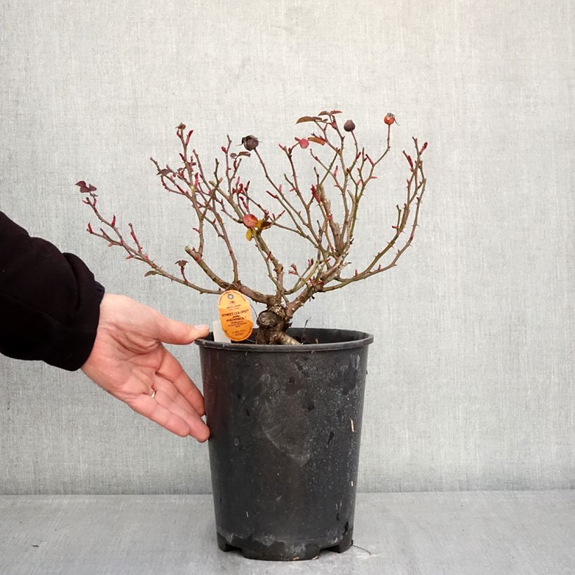 Example of Rosier paysager Street Colors Jolie Provence Meilegase Pot de 4L/5L as you get in hiver