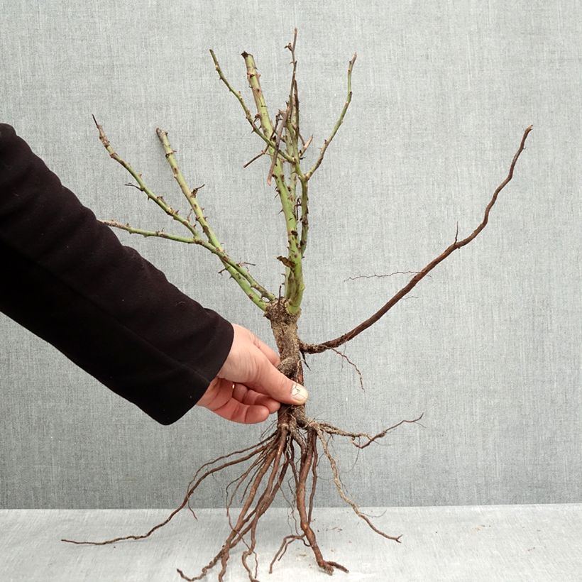 Example of Rosier paysager Street Colors Jolie Provence Meilegase Racines nues as you get in hiver